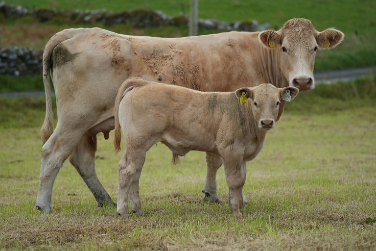 Townleyhall Rupert sired bull calf