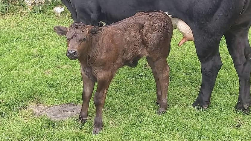 SLIABH FELIM STERLING Picture 7