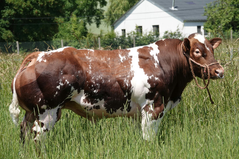 RED LIONS DE LA ROUGE CENSE Picture 0