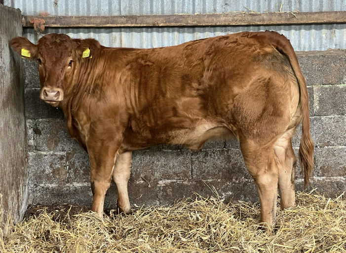 BROOKLANDS MARCO Picture 13