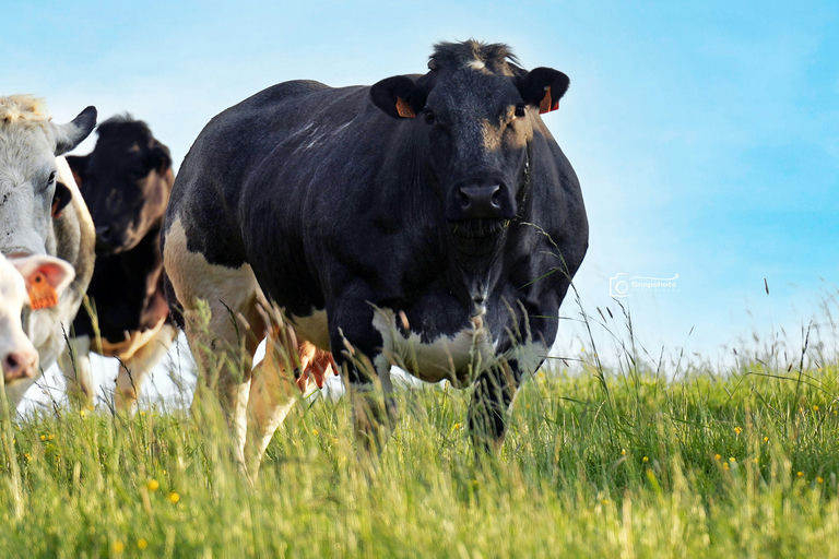 FLORIN DE LA RONDE FAUCHEE Picture 1