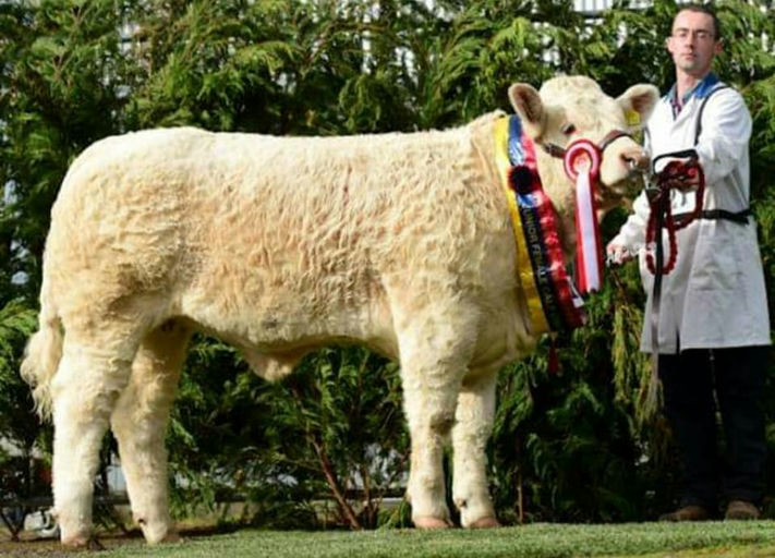 Inverlochy Ferdie daughter