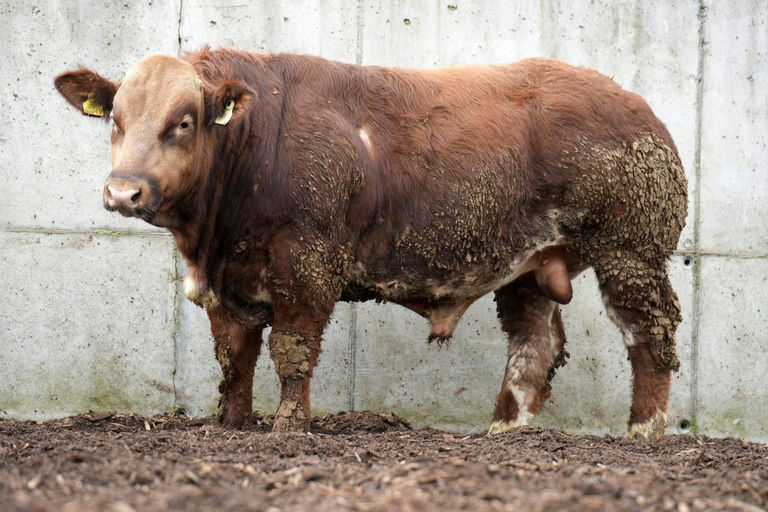 An De Beauffaux (BB4438) sired bull weanling