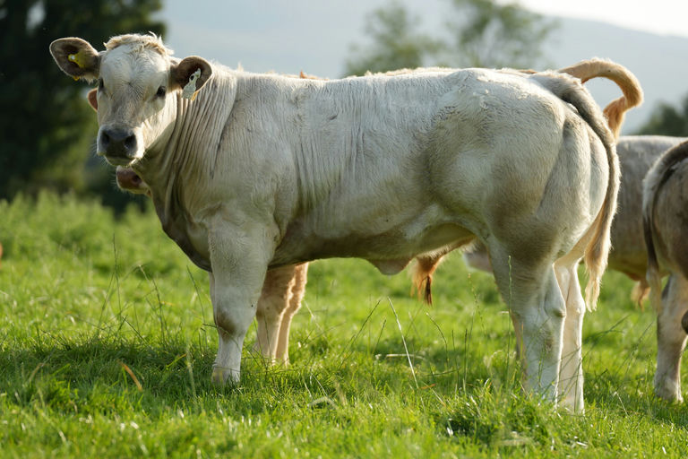 Superior sired heifer calf