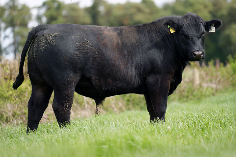 Fellfort A Mascot 1740 (AA2704)