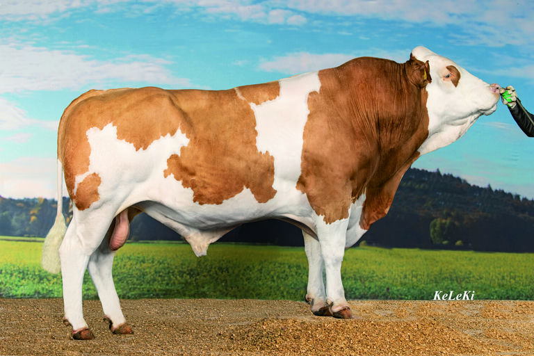 HOKUSPOKUS *TA Picture 2