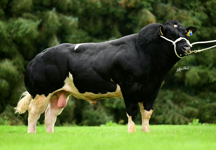 BOHERARD OVERDOSE ET - Sire Details