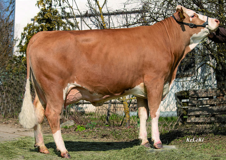 SI7911 Hokuspokus Daughter