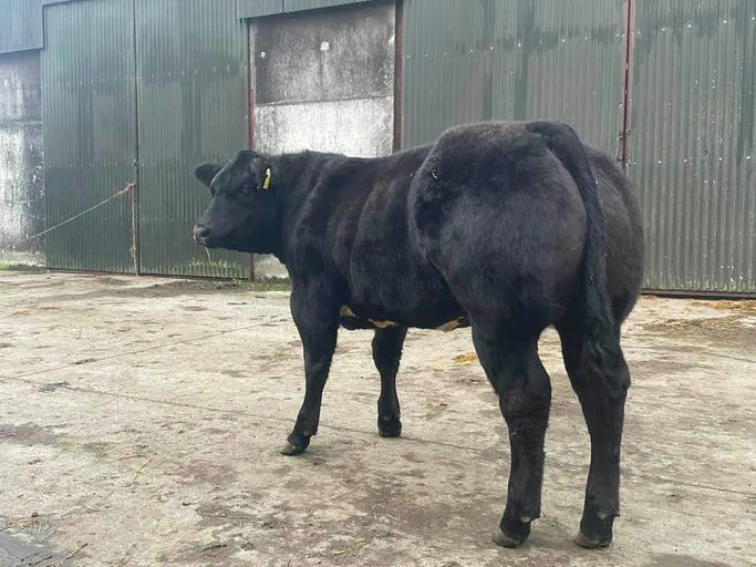 WILODGE JOSKINS Picture 1