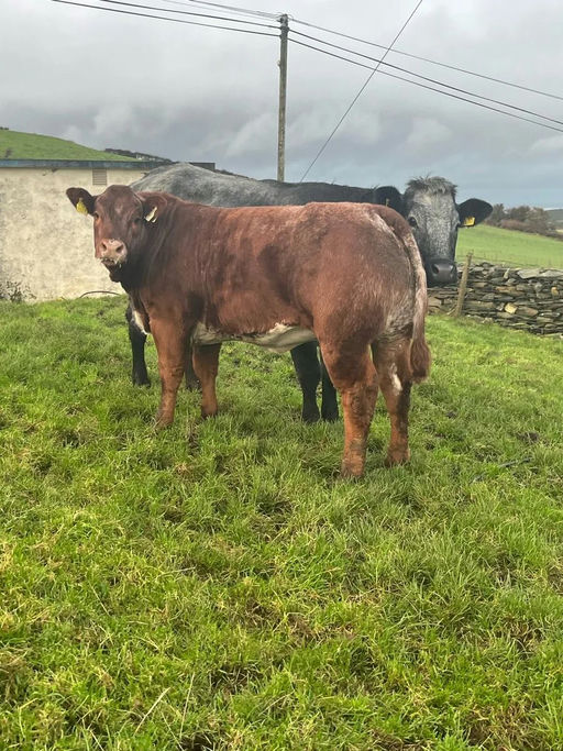 Drumline S 1185 sired heifer weanling - 1st prize winner at Milford Mart show & sale