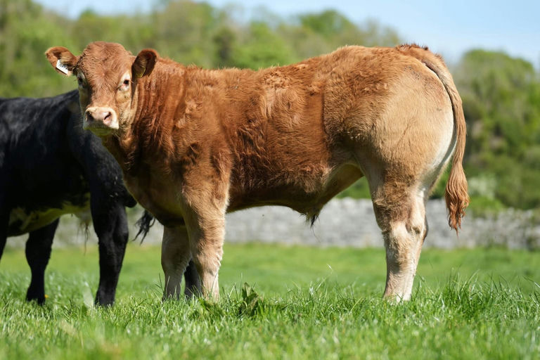 Drumline S 1185 sired bull calf