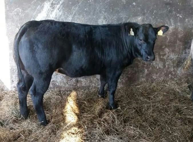 Birchpark Rufus sired heifer weanling