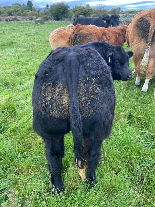 BROOKLANDS MARCO Picture 1