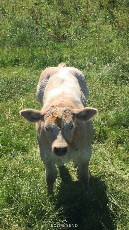 WILODGE JOSKINS Picture 6