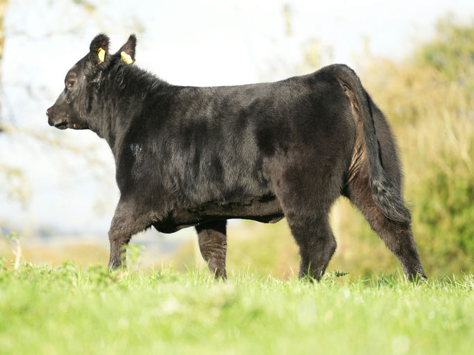 PORTAUNS VOLCANO P643 Picture 9