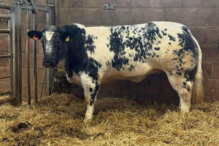 Moderato sired heifer