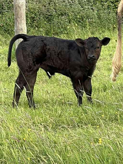 Brooklands Rowan sired bull calf