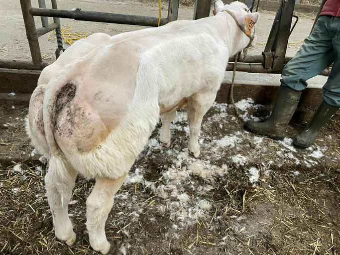 JUPITER DE MARTINPRE Picture 4