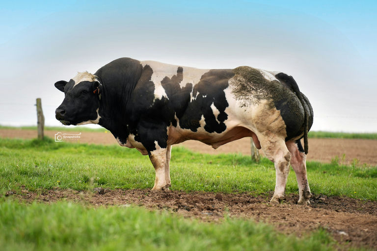 FIER DE LA HASSE Picture 2