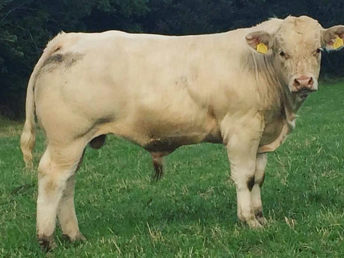 Inverlochy Ferdie sired bull weanling