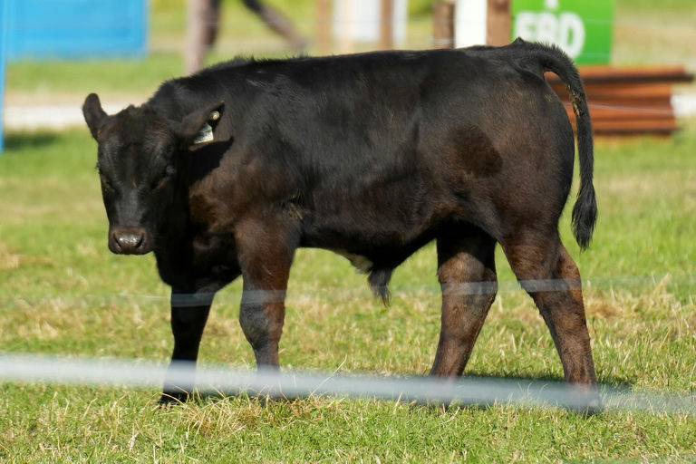 Commercial Bunlahy John G sired bull calf