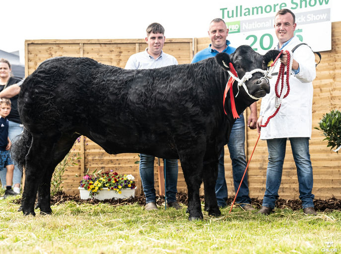 Reserve Overall Commercial Champion at Tullamore Show 2025