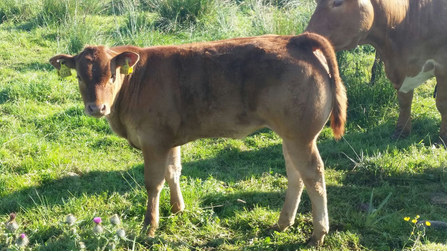 Brooklands F0959 sired heifer calf