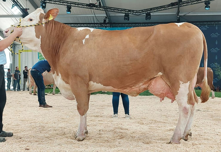 SI6577 Womba daughter