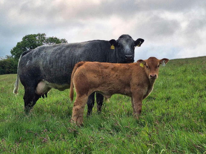 Birchpark Rufus sired bull calf