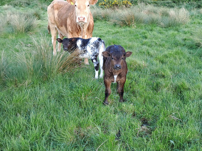 Mats Van Terbeck sired calves