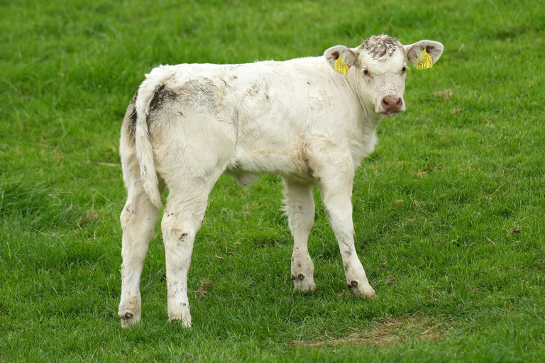 Kilvilcorris Tim sired heifer calf