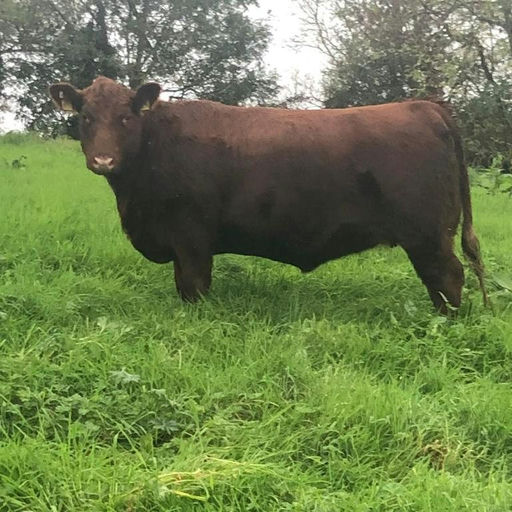 LISDUFF RED PEPPER R368 Picture 6