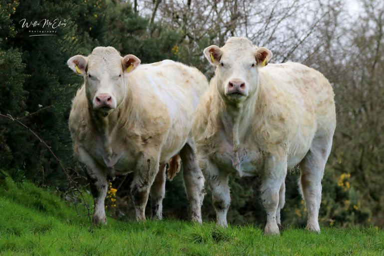 Inverlochy Ferdie sired heifers