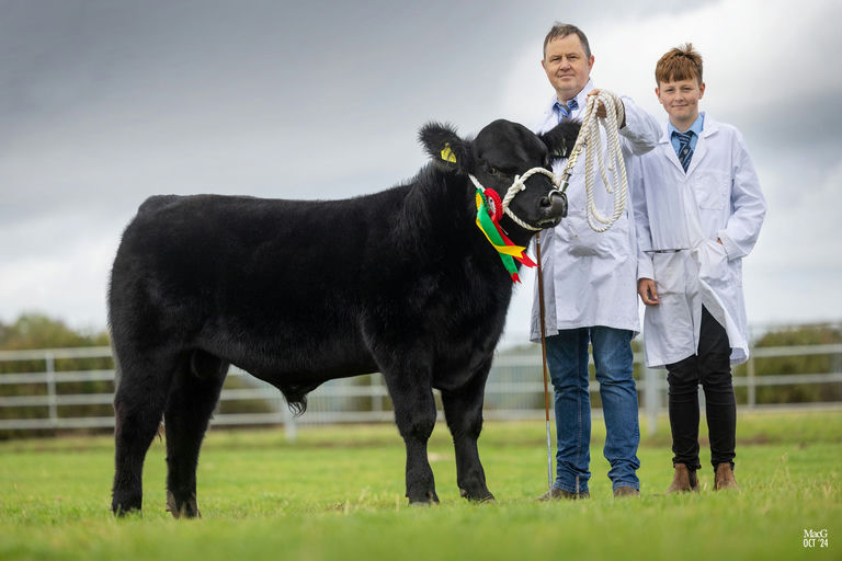 Drumcrow Tribesman son - Reserve senior male champion at Irish Aberdeen Angus Extravaganza 2024