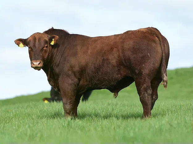 LISDUFF RED PEPPER R368 Picture 1