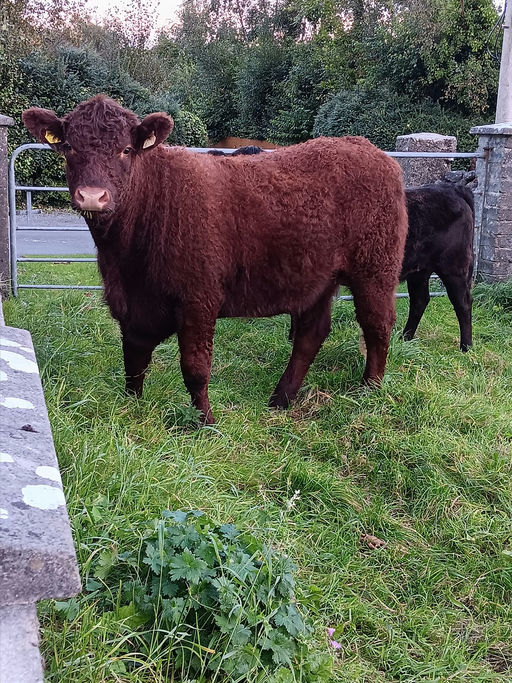 Montesqieu sired heifer