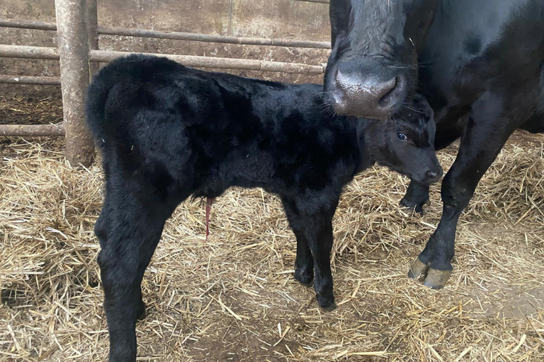 Newborn Vegas sired calf