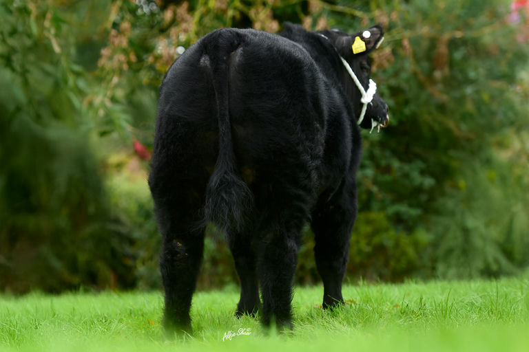 PORTAUNS VOLCANO P643 Picture 2