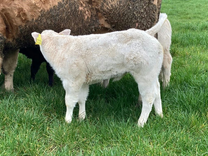 BALLYM ROCCO Picture 15