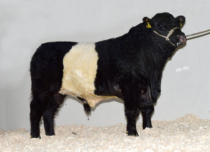 Ballylough Ranger BY4875