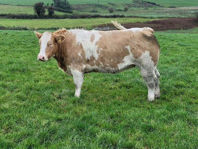 Loki sired heifer