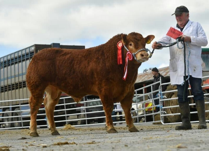 DRUMLINE S 1185 Picture 2