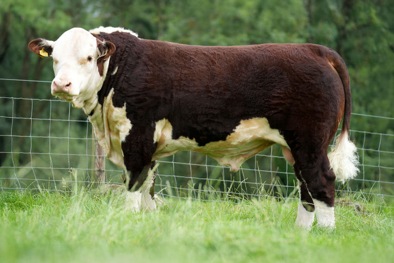 Corlismore Gustavo 286 PP (HE2747)