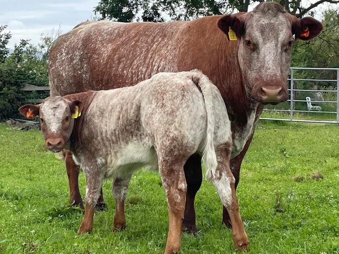 Drumline S 1185 sired heifer calf