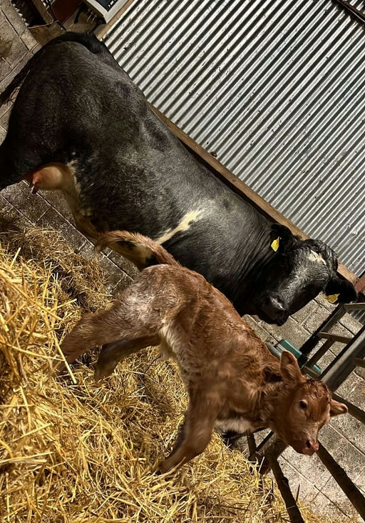 EWDENVALE IVOR Picture 8