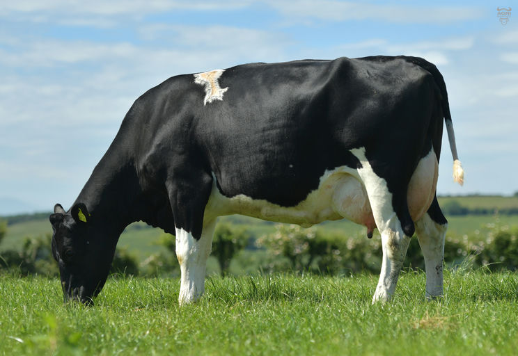 BARRACKHILL REUBEN - Sire Details