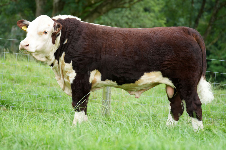 Corlismore Gustavo 286 PP (HE2747)