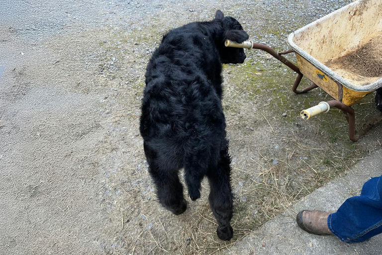 Liss Bruno (AA8938) sired newborn pedigree bull calf