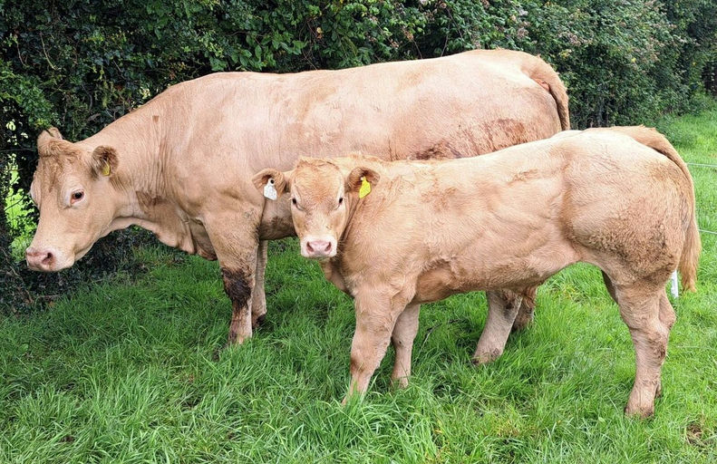 WILODGE JOSKINS Picture 13