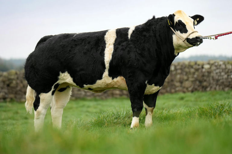 James Bond sired heifer